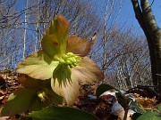 55  Ellebori (Helleborus niger) verso la fruttescenza